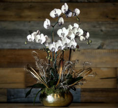 White Orchid